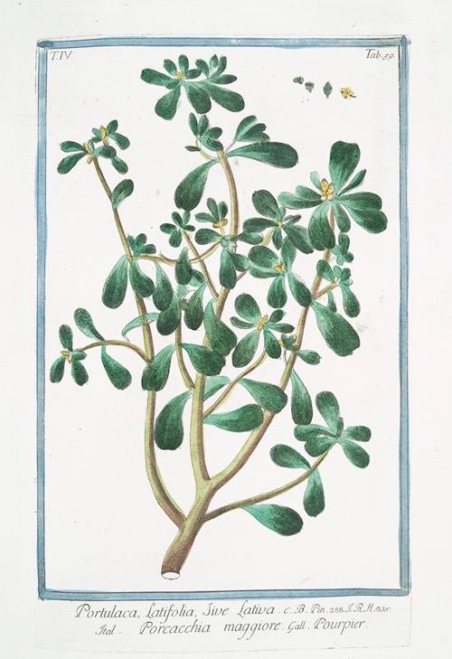 Portulaca, latifolia, sive lativa – Porcacchia maggiore – Pourpier. (Purslane, Moss Rose)
