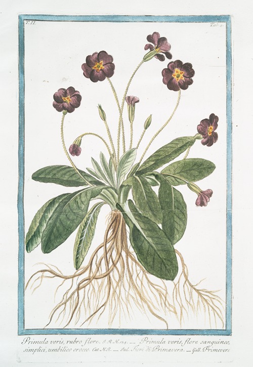 Primula varis, rubro fiore – Primula veris, flore sanguineo, simplici, umbilico croceo – Fiori di Primavera – Primevere