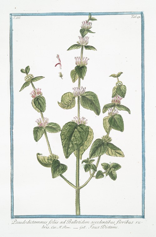Pseudodictamnus foliis ad Ballotidem accedentibus, floribus rubris – Faux Dictame. (False Dittany, Ballota, ‘Nana’)