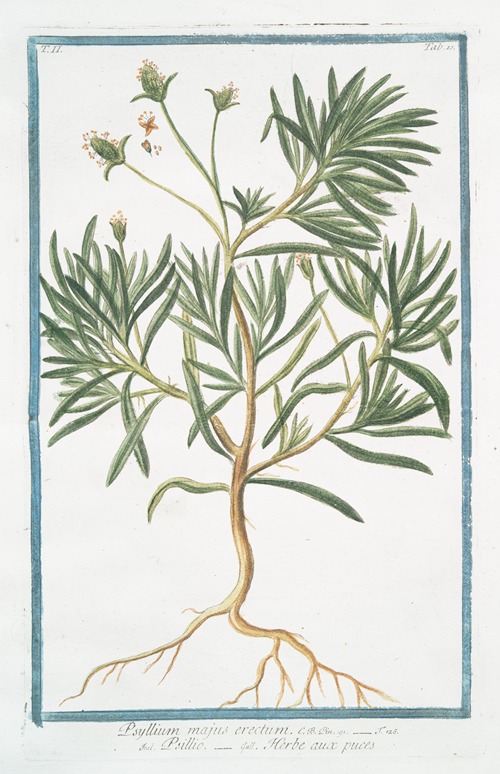 Psyllium majus erectum – Psillio – Herbe aux puces. (Flea seed, Ispaghula, Spogel)
