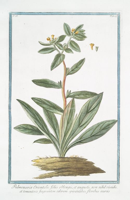 Pulmonaria Orientalis, foliis oblongis, et angustis, non nihil viscidis, et tomentosis, fragrantem odorem spirantibus, floribus aureis