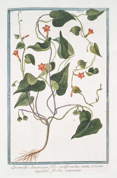 Quamoclit Americana foliis cordiformibus, acutis, et leviter angulatis, floribus sanguineis