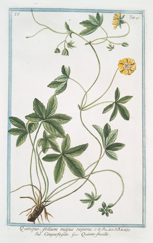 Quinque folium majus repens – Cinquefoglio – Quinte-feuille
