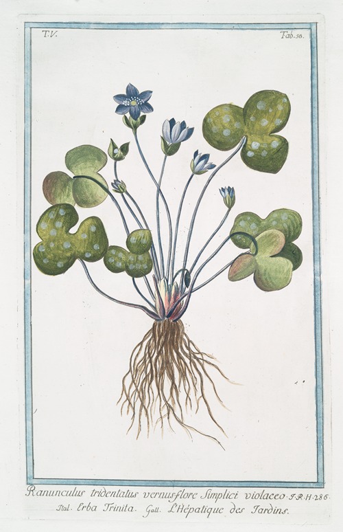 Ranunculus tridentatus vernus flore Sunplici violaceo – Erba Trinita – L’Hépatique des Jardins. (Livewort)