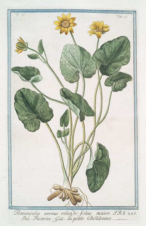 Ranunculus vernus rotundi-folius maior – Ficaria – La petite Chélidoine. (Yellow butter-cups)