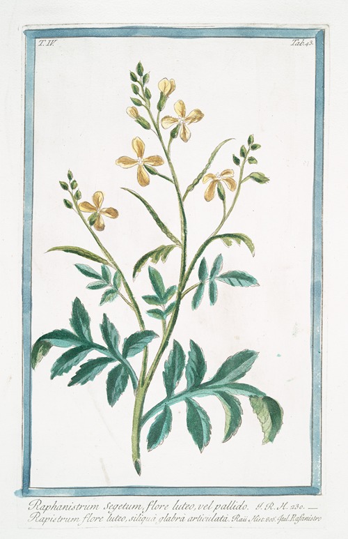Raphanistrum Segetum, flore luteo, vel pallido – Rapistrum flore luteo, siliquà glabrà articulatà – Rafanistro. (Radish family)