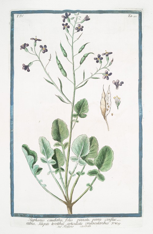 Raphanus caudatus, foliis pinnatis, pinnis confluentibus, tiliquis teretibus articulatis unilocularibus – Rafano caudato. (Rat-tail radish)