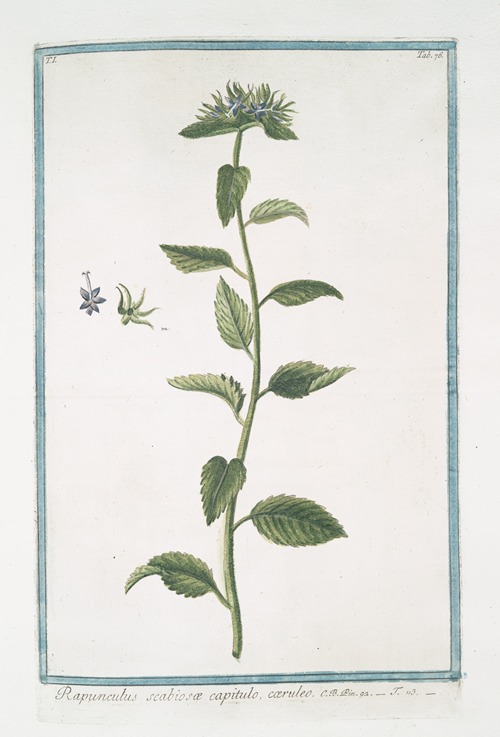 Rapunchulus scabiosæ capitulo, cæruleo