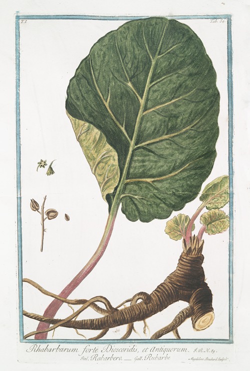 Rhabarbarum forte Dioscoridis, et Antiquorum – Rabarbero – Rubarbe – Rhubarb