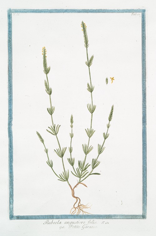 Rubeola angustiore folio – Petite Garance