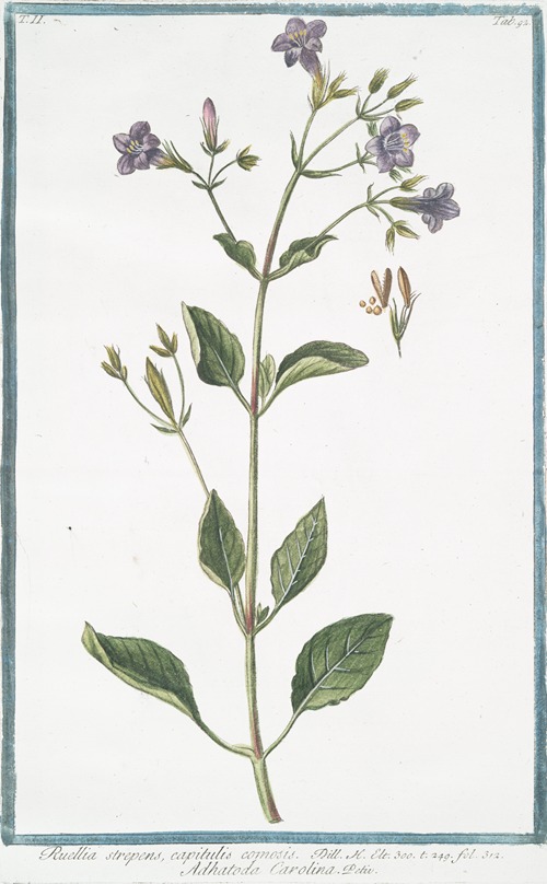Ruellia strepens, capitulis comosis – Adhatoda Carolina. (Wild petunia)