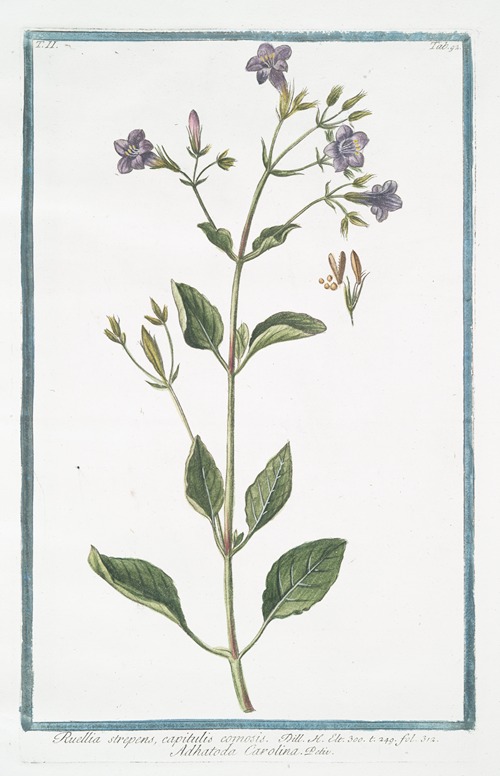 Ruellia strepens, capitulis comosis – Adhatoda Carolina. (Wild petunia)