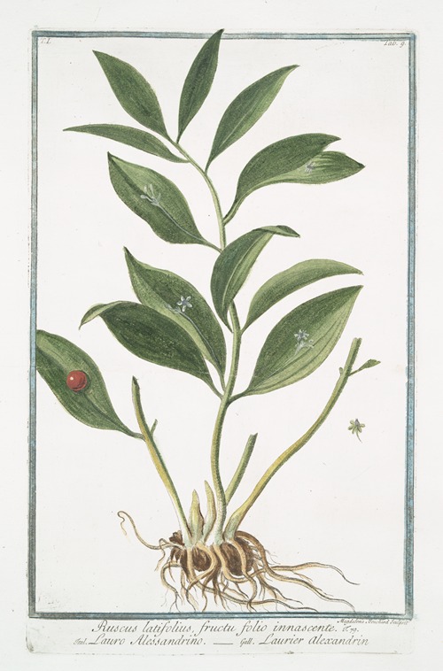 Ruscus latifolius fructu folio innascente – Lauro Alessandrino – Laurier alexandrin