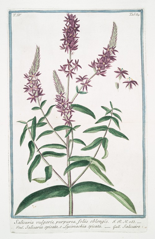 Salicaria vulfgaris, purpurea, foliis oblongis – Salicaria spicata, e Lysimachia spicata – Salicaire. (Purple Loosetrife)