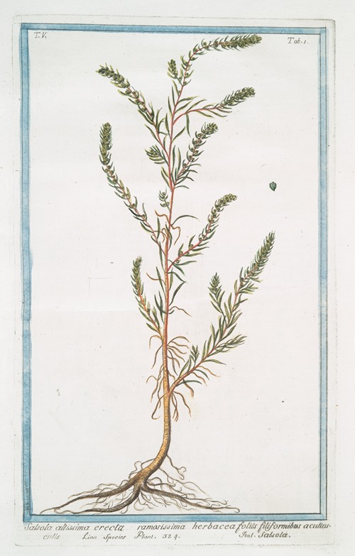 Salsola allissima erecta ramosissima herbacea foliis filiformibus acutiusculis – Salsola. (Russian thistle)
