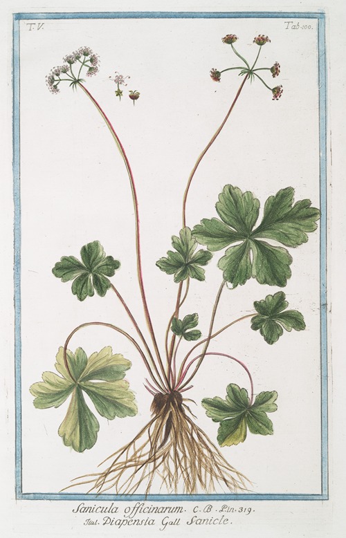 Sanicula officinarum – Diapensia – Sanicle. (Snake root)