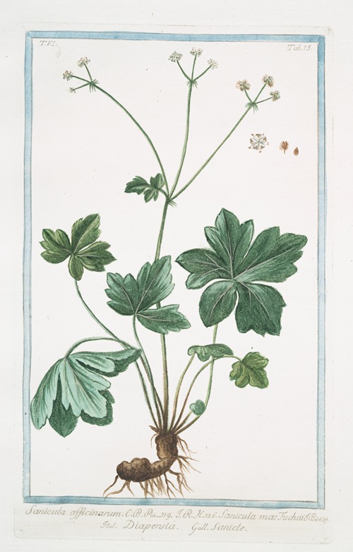 Sanicula officinarum – Sanicula mas Fuchsii – Diapensia – Sanide. (Black Snakeroot)