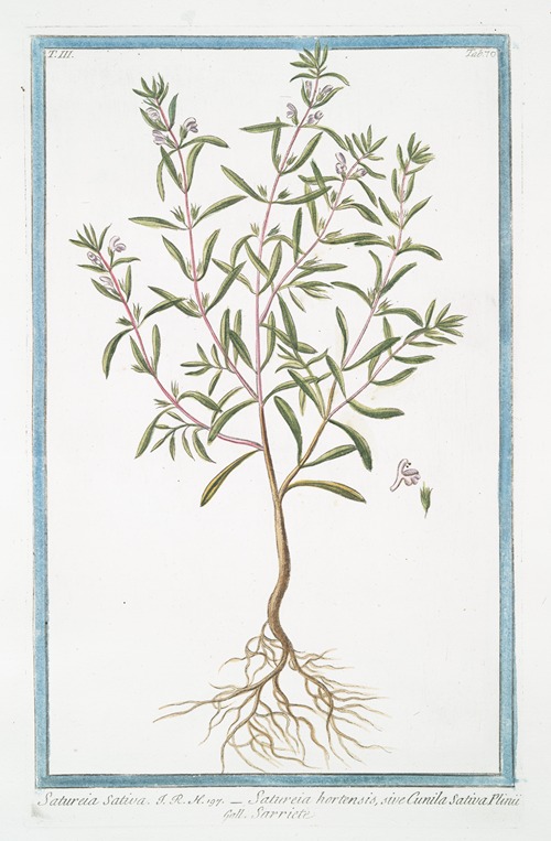Satureia Sativa – Satureia hortensis, sive Cunila Sativa Plinii – Sarriete. (Summer Savory)