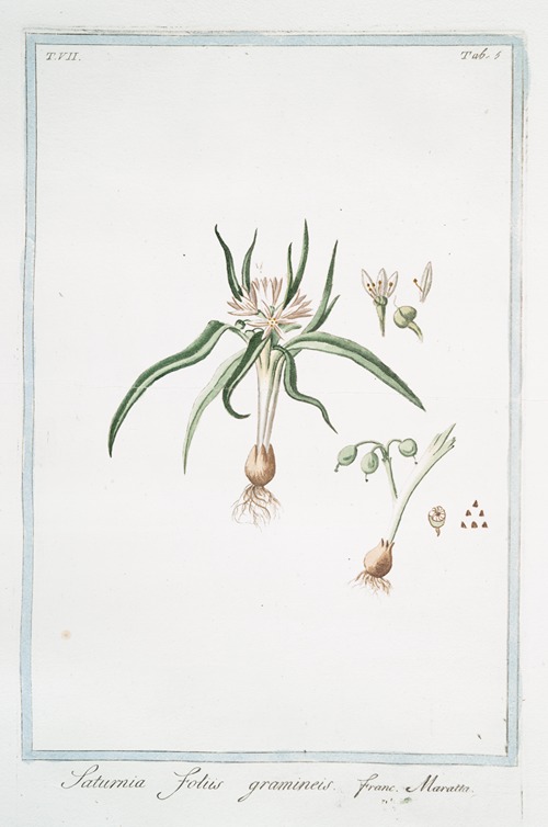 Saturnia, foliis gramineis – Maratta. (Soft lavender)