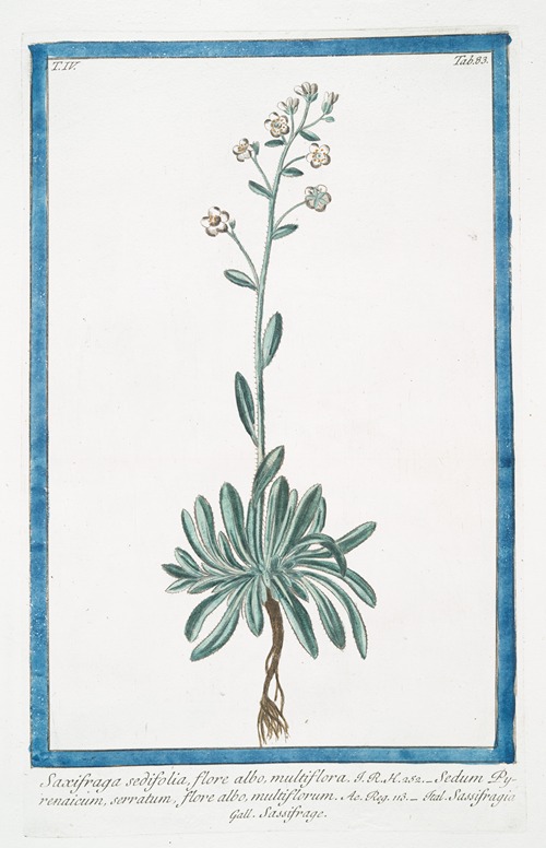 Saxifraga sedifolia, flore albo, multiflora – Sedum Pyrenaicum, serratum, flore albo, muttiflorum – Sassifragia – Sassifrage. (Rockfoil)