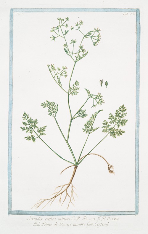 Scandix, crelica minor – Petine di Venere minore – Cerfeuil. (Chervil)