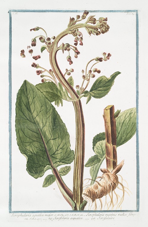 Scrophularia aquatica major – Scrophularia maxima radice fibrosa – Scrofolaria acquatica – Scrofulaire