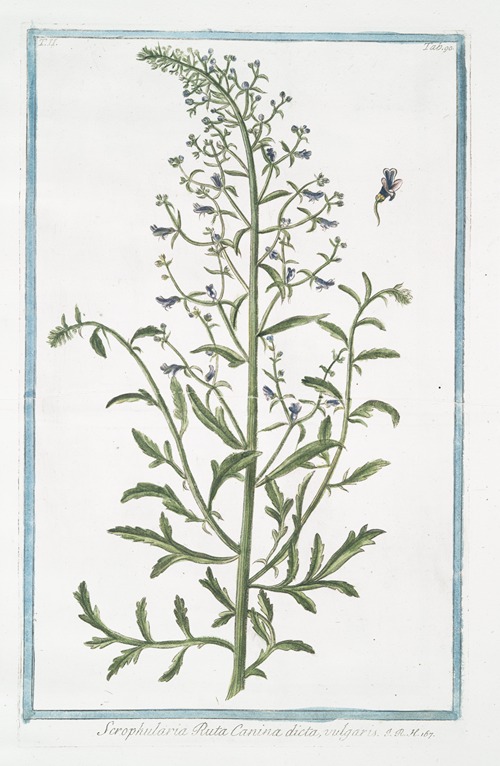 Scrophularia Ruta Canina dicta, vulgaris. (Figwort)