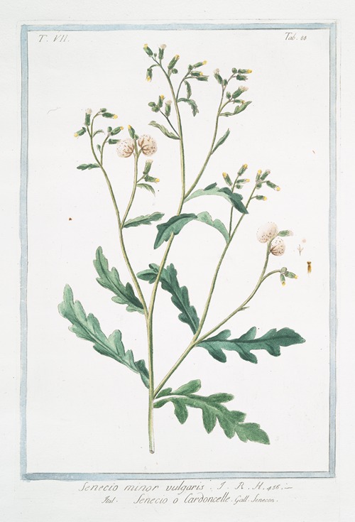 Senecio minor vulgaris – Senecio o Cardoncelle – Senecon. (Common groundsel)