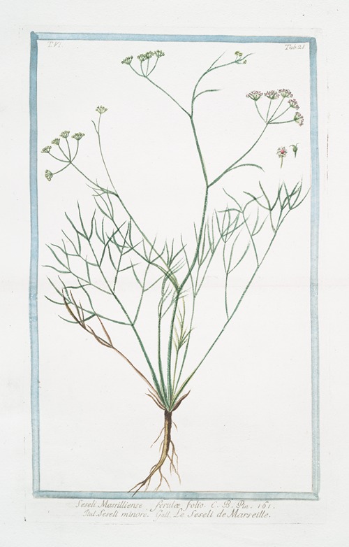 Seseli Massilliense, Ferulæ folio – Seseli minore – Le Seseli de Marseille. (Moon carrot)
