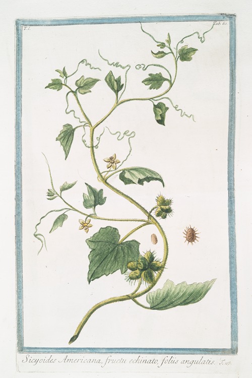 Sicyoides Americana, fructu echinato, foliis angulatis