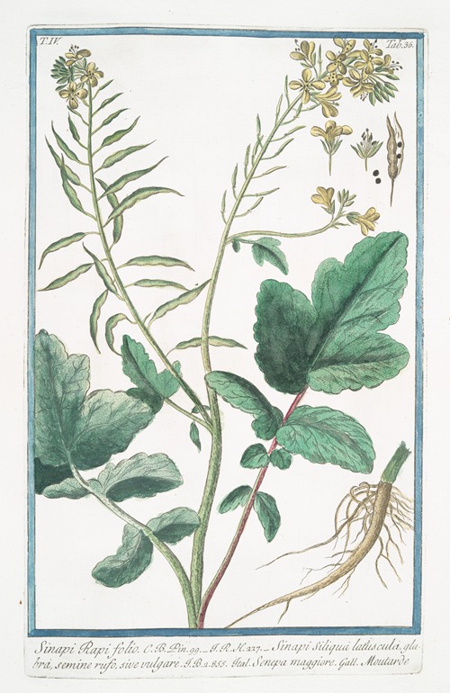 Sinapi Rapi folio – Sinapi Siliqua latuscula, glabra, semine rufo, sive vulgare – Senepa maggiore – Moutarde. (Mustard)