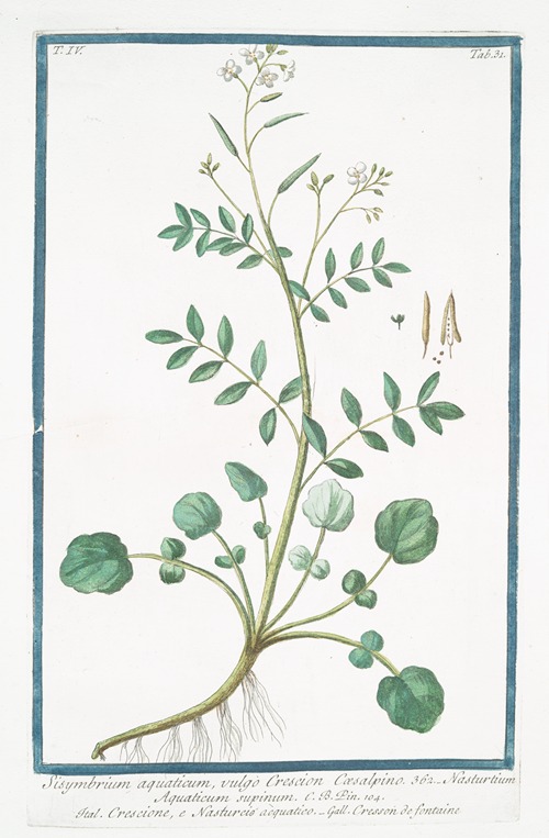 Sisymbrium aquaticum, vulgo Crescion Coesalpino – Nasturtium Aquaticum supinum – Crescione, e Nasturciso aquatico – Cresson de fontaine.(Watercress)