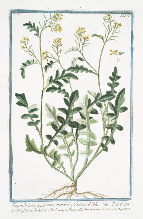 Sisymbrium palustre, repens, Nasturtii folio, sive Eruca palustris, flosculo luteo. (Hedge mustard)