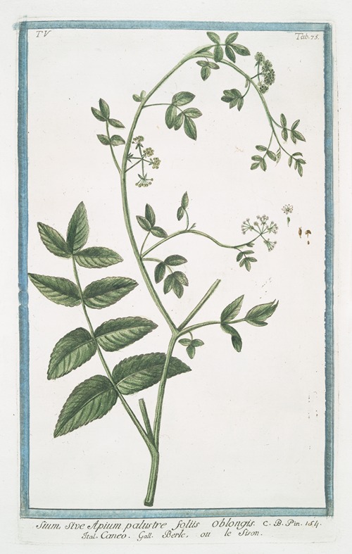 Sium, sive Apium palustre foliis oblongis – Caneo – Berle, ou le Sison. (Water parsnip)