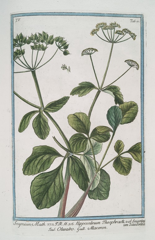Smyrnium Math. – Hipposelinum Theophrasti, vel Smyrinium Dioscoridis – Olusatro – Maceron. (Alexanders, Black Lovage, Black Potherb Horse Parsley)