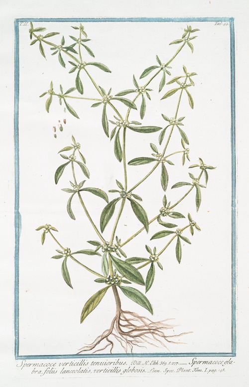 Spermacoce verticillis tenuioribus – Spermacoce glabra, foliis lanceolatis, verticillis globosis. (Shrubby false buttonweed)