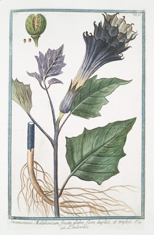 Stramonium Malabaricum, fructu glabro, flore duplici, et triplici – L’endormie. (Thornapple)