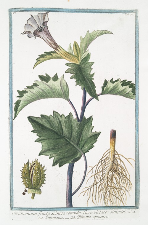 Stramonium, fructu spinoso, rotundo, flore violaceo simplici – Stramonio – Pomme epineuse. (Spiked fruit or Thornapple)