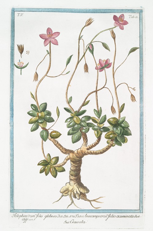 Telephiastrum folio globoso – Anacampseros foliis acuminatis – Crassola. (Evergreen Orpine)