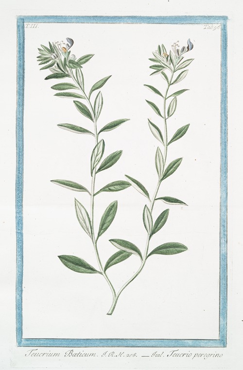 Teucrium Boeticum – Teucrio peregrino. (Wild einkorn)