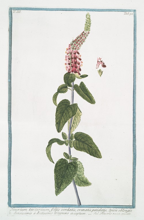 Teucrium tartaricum, foliis cordatis, crenatis, petiolatis, Spicis oblongis densissimis à doctissimo Wagnero acceptum – Teucrio rosse spicato. (Germander from Central Asia)
