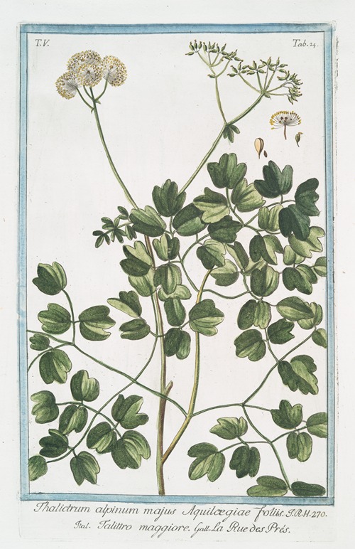 Thalictrum alpinum majus, Aquilcegiae foliis – Talittro maggiore – La rue des Prés. (Alpine Meadow-rue)