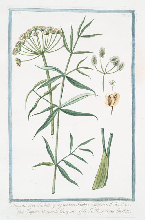 Thapsia, sive Turbith garganicum semine latissimo – Tapsia di Gargano – La Thapsie ou Tourbith. (Drias)