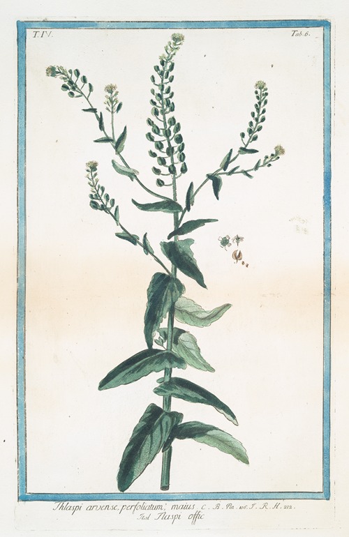 Thlaspi arvense, perfoliatum- maius – Tlaspi offic. (Field pennycress, Stink weed)