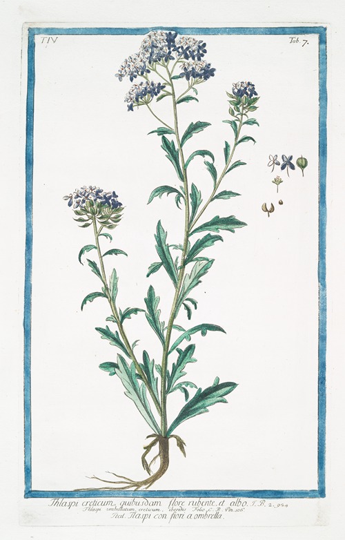 Thlaspi creticum, quibusdam flore rubente, et albo – Thlaspi con fiori a ombrella.(Pennycress from Crete)