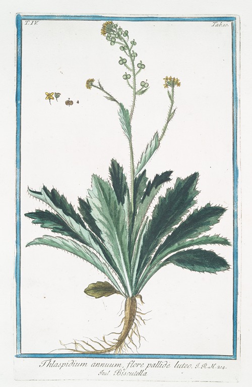 Thlaspidium annuum, flore pallide luteo – Biscutella. (Buckler mustard)