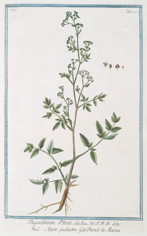 Thysselinum Plinii – Appio palustre – Piersil de Marais. (Marsh parsley)
