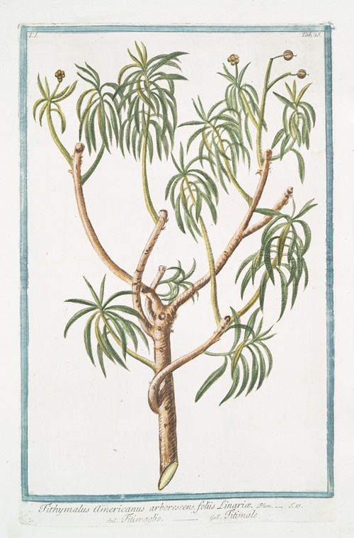Tithymalus Americanus arborescens foliis Linriæ – Titimaglio – Titimale