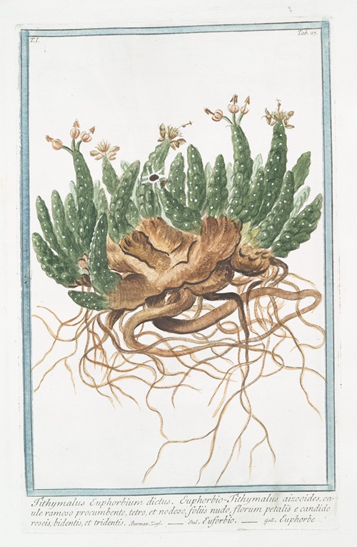 Tithymalus Euphorbium dictus. Euphobio-Tithymalus aizooides, caule ramoso procumbente, tetro, et nodoso, foliis nudo, florum petalis e candido roseis, bidentis, et tridentis – Euforbio –