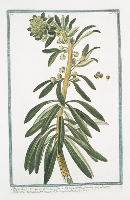 Tithymalus frutescens, americanus, Leucoii foliis, crassioribus, floribus atrorubentibus – Tithymalus americanus, arborescens, foliis amygdali obtusis